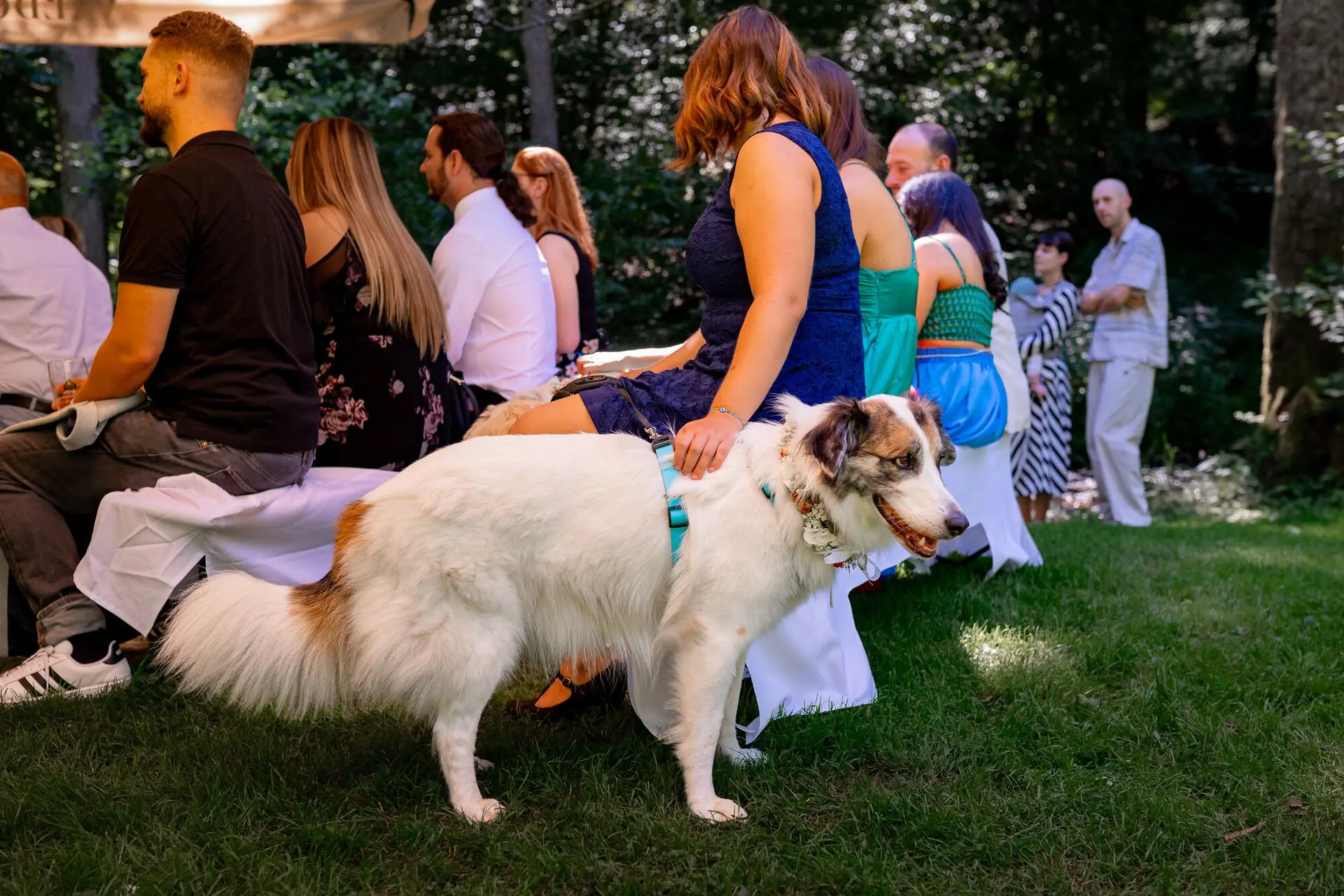 20230811 14 37 37 Hochzeit Elztal Hochzeitsfotograf Heiraten Heidelberg Landgasthof Heidersbacher Muehle 4K8A1334.BffqRmhk Hochzeitsgäste entspannen unter den Bäumen beim Empfang, weißer Hund wird liebevoll gestreichelt