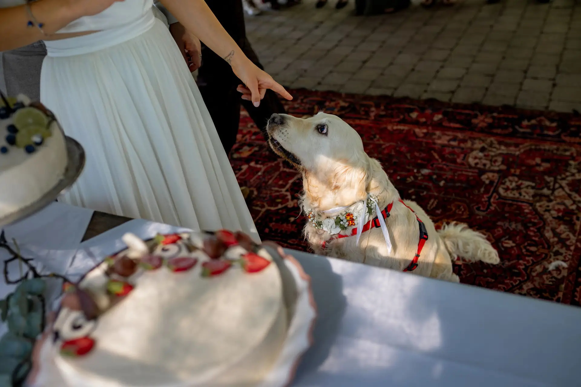 20230811 16 36 24 Hochzeit Elztal Hochzeitsfotograf Heiraten Heidelberg Landgasthof Heidersbacher Muehle 4K8A5608 Verbessert RR.DYU5v EV Braut gibt dem weißen Golden Retriever ein Stück Hochzeitstorte – der Hund freut sich sichtlich