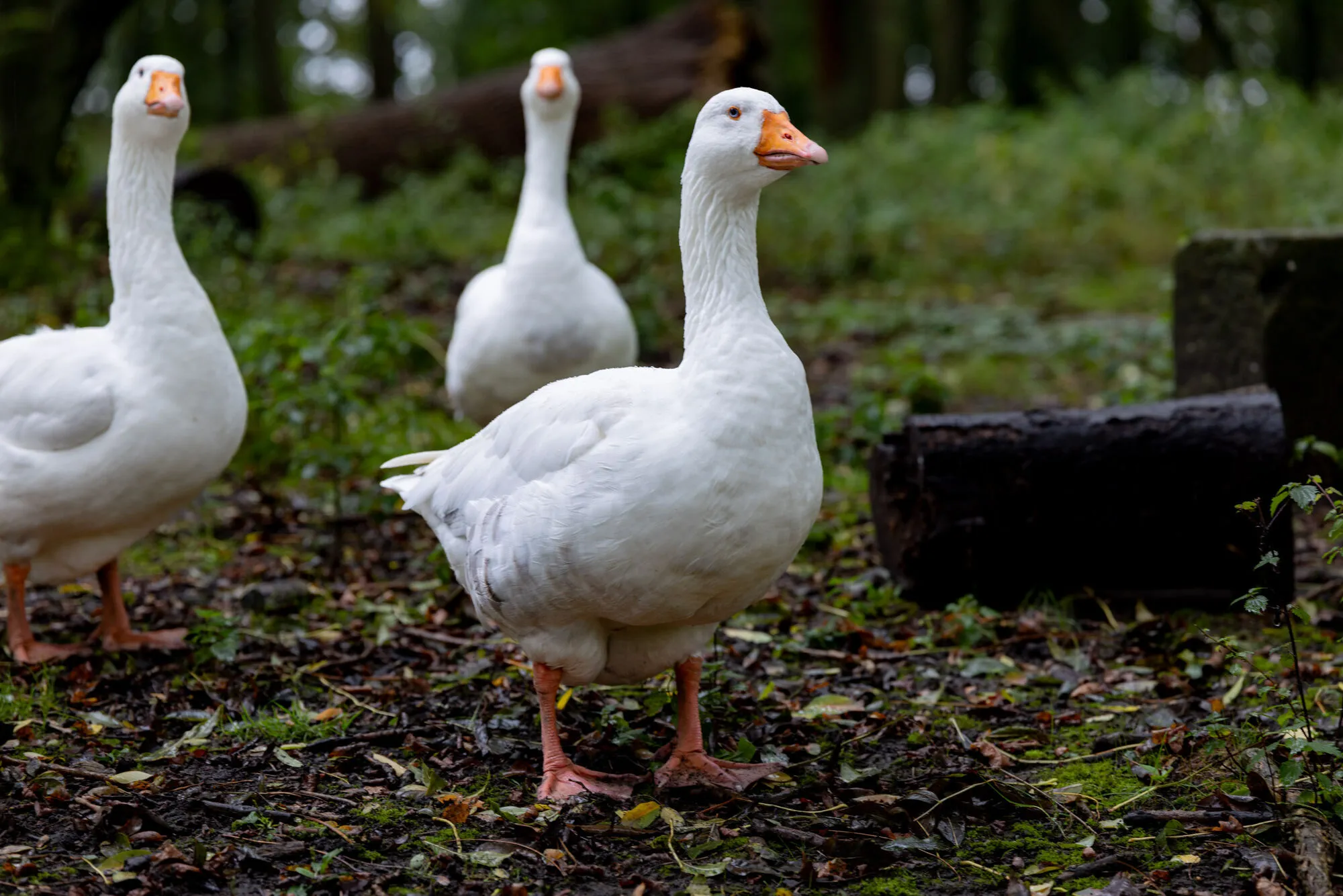 Canon-Canon EOS R5m2-vollformat-vs-mittelformat-7N0A1924