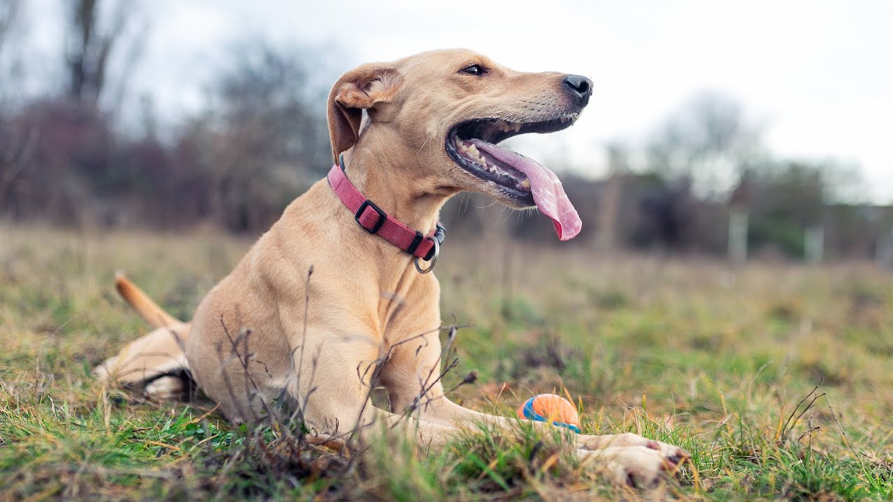 Bild für Wie fotografiere ich? - Hunde