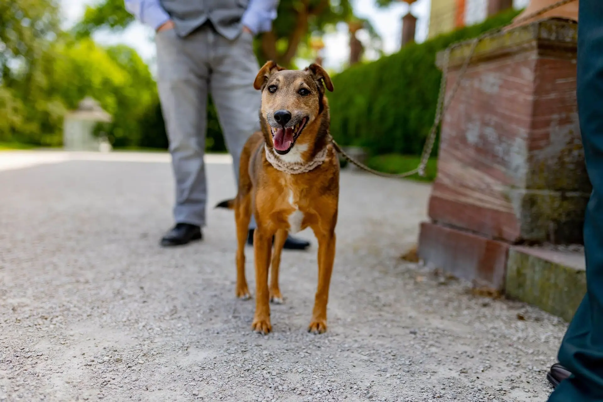 Nahaufnahme des braunen Hundes auf dem Schotterweg im Schlossgarten, freudig und aufmerksam
