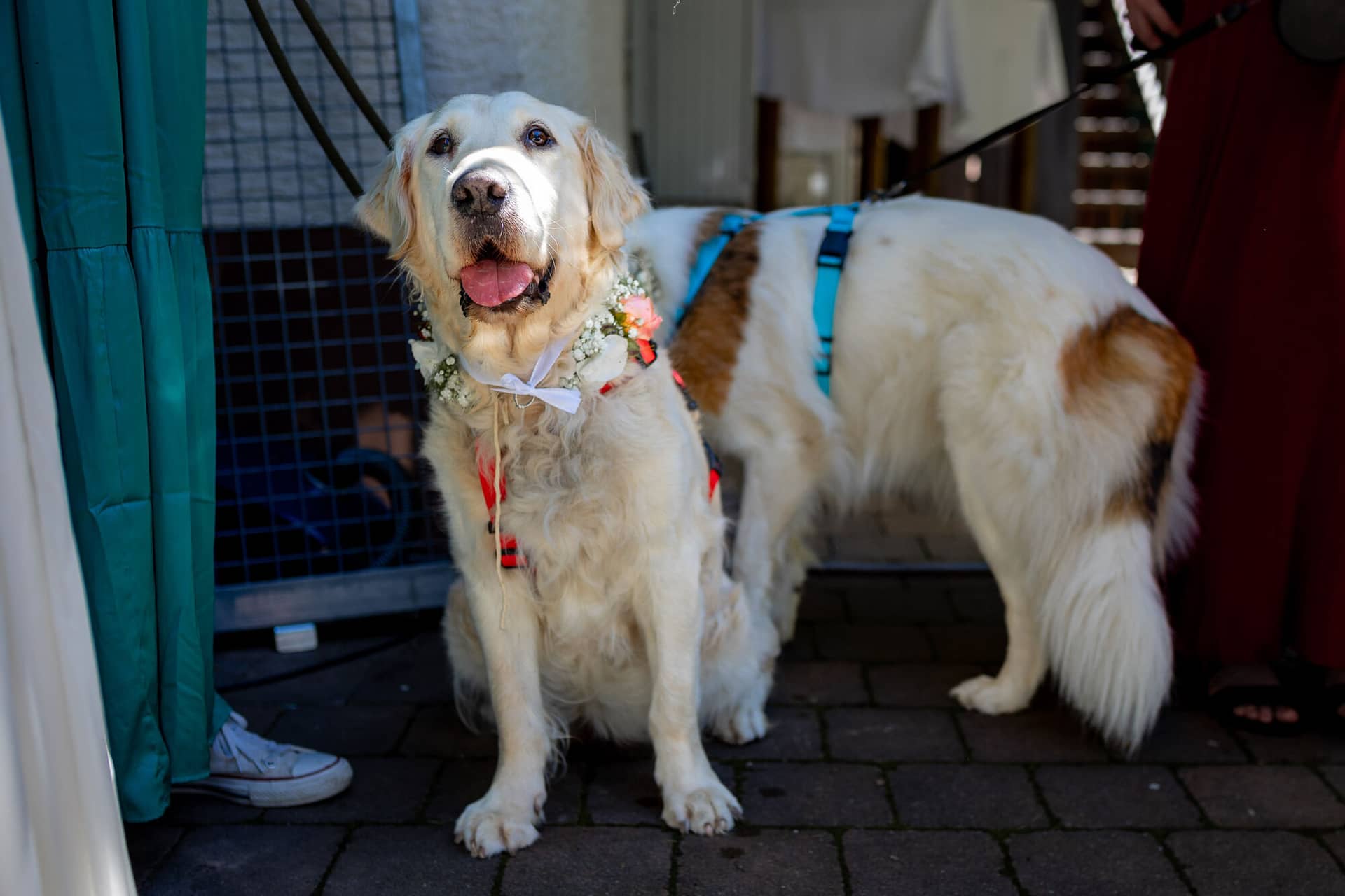 20230811 14 24 42 Hochzeit Elztal Hochzeitsfotograf Heiraten Heidelberg Landgasthof Heidersbacher Muehle 4K8A0816.Dwr7fieT Weißer Golden Retriever festlich mit Blumenschmuck und Schleife, begleitet von zwei weiteren Familienhunden
