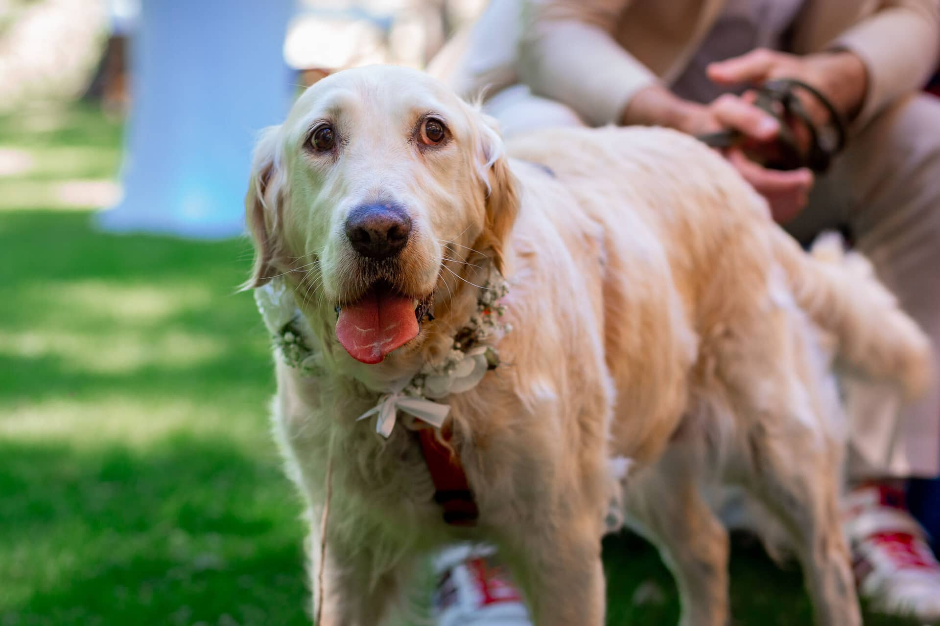 20230811 14 47 12 Hochzeit Elztal Hochzeitsfotograf Heiraten Heidelberg Landgasthof Heidersbacher Muehle MK3 9053.L3URYmuF Goldener Labrador mit Blumenkranz und rotem Halstuch – der Hochzeitshund wartet auf seinen Einsatz