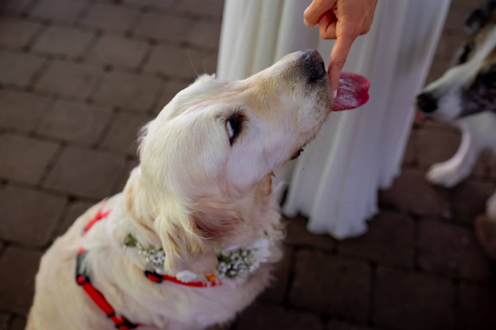 20230811 16 39 19 Hochzeit Elztal Hochzeitsfotograf Heiraten Heidelberg Landgasthof Heidersbacher Muehle 4K8A5768 Verbessert RR.DwOUL3Ok Weißer Golden Retriever leckt genüsslich die Finger ab nach dem ersten Toastgeschmack