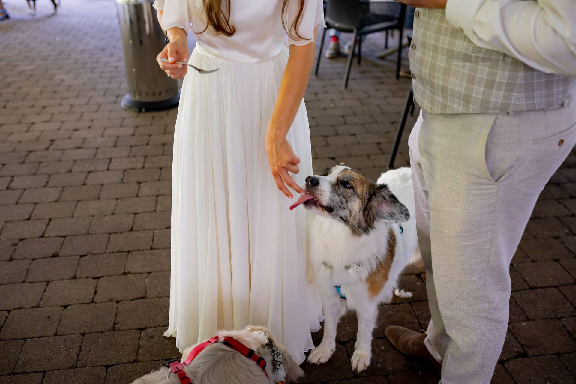 20230811 16 39 28 Hochzeit Elztal Hochzeitsfotograf Heiraten Heidelberg Landgasthof Heidersbacher Muehle 4K8A5789 Verbessert RR.DheXx8hA Braut reicht dem Hund ein Stück Torte vom Löffel – der Hund lässt sich das nicht zweimal sagen