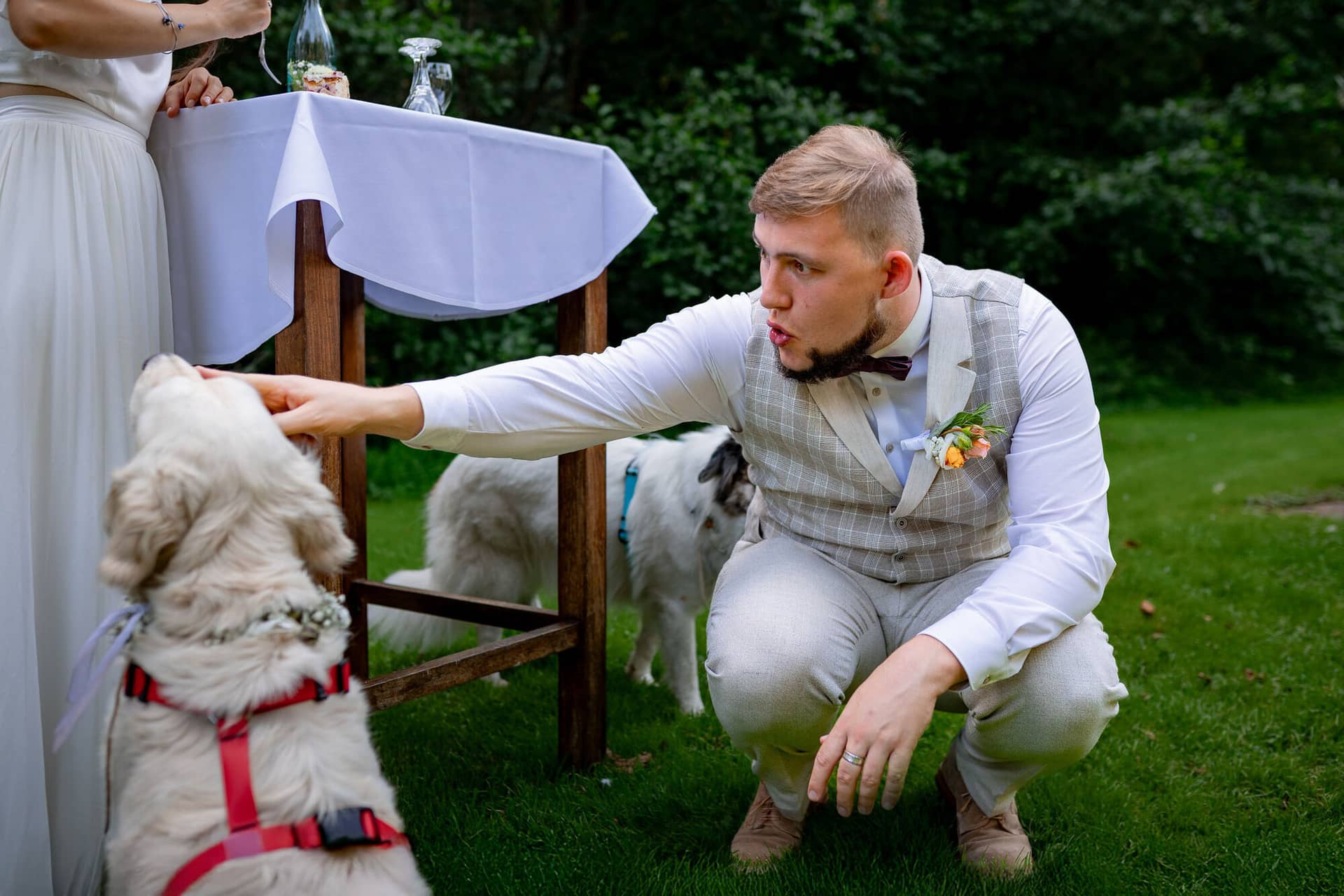 20230811 16 41 21 Hochzeit Elztal Hochzeitsfotograf Heiraten Heidelberg Landgasthof Heidersbacher Muehle 4K8A5812.CcpvNulA Bräutigam bückt sich liebevoll zum weißen Retriever hinunter – Hundeliebe auf Augenhöhe