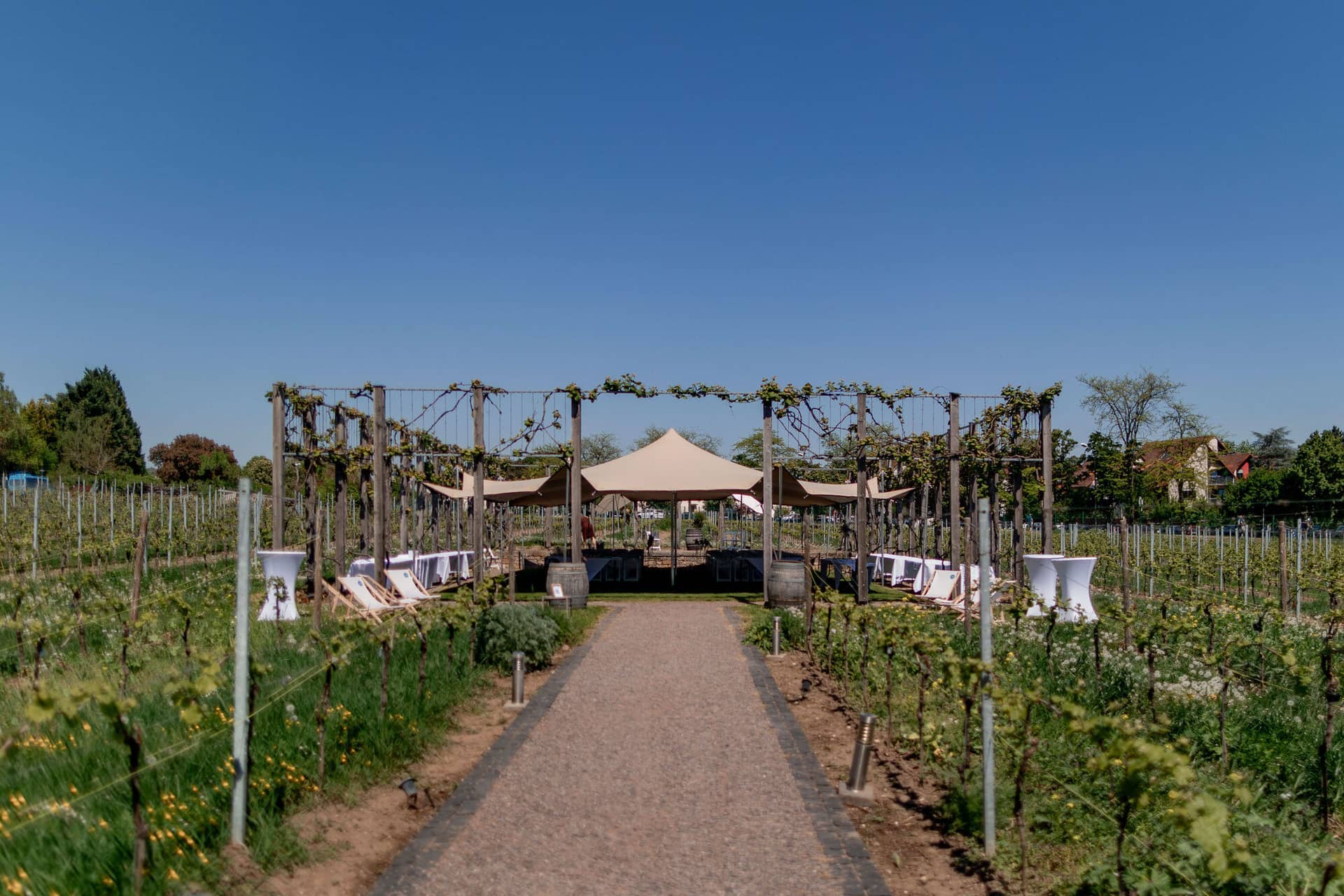 20250501 13 22 364K8A2788 Hochzeitslocation Bad Duerkheim Fritz Ritter Weingut.DSiZWmpH Traumhafte Zeremonie-Location zwischen Weinreben mit Blumenbogen und Pavillon