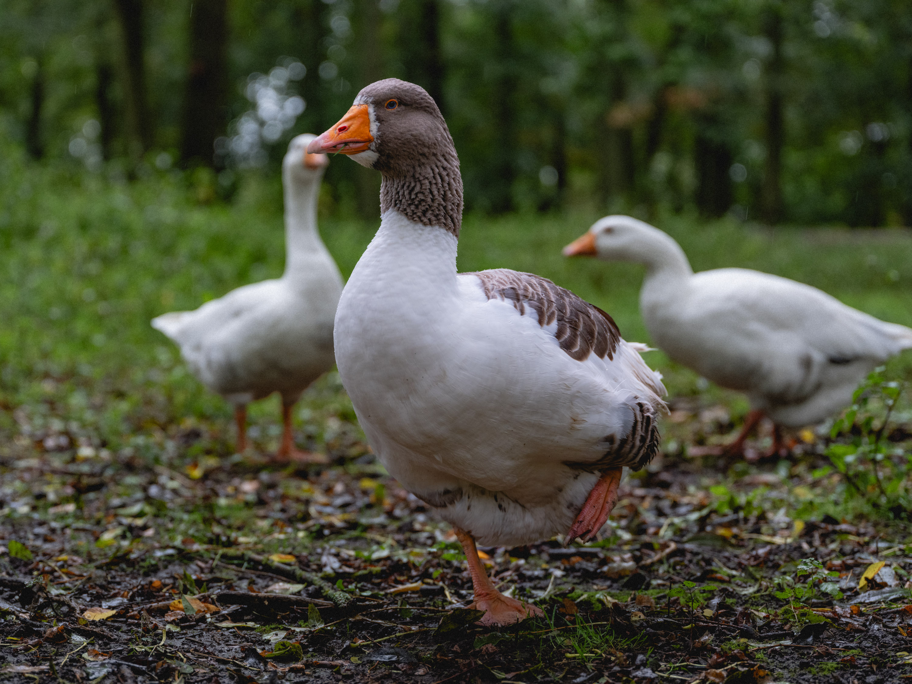 Fujifilm-GFX100 II-vollformat-vs-mittelformat-DSCF6571