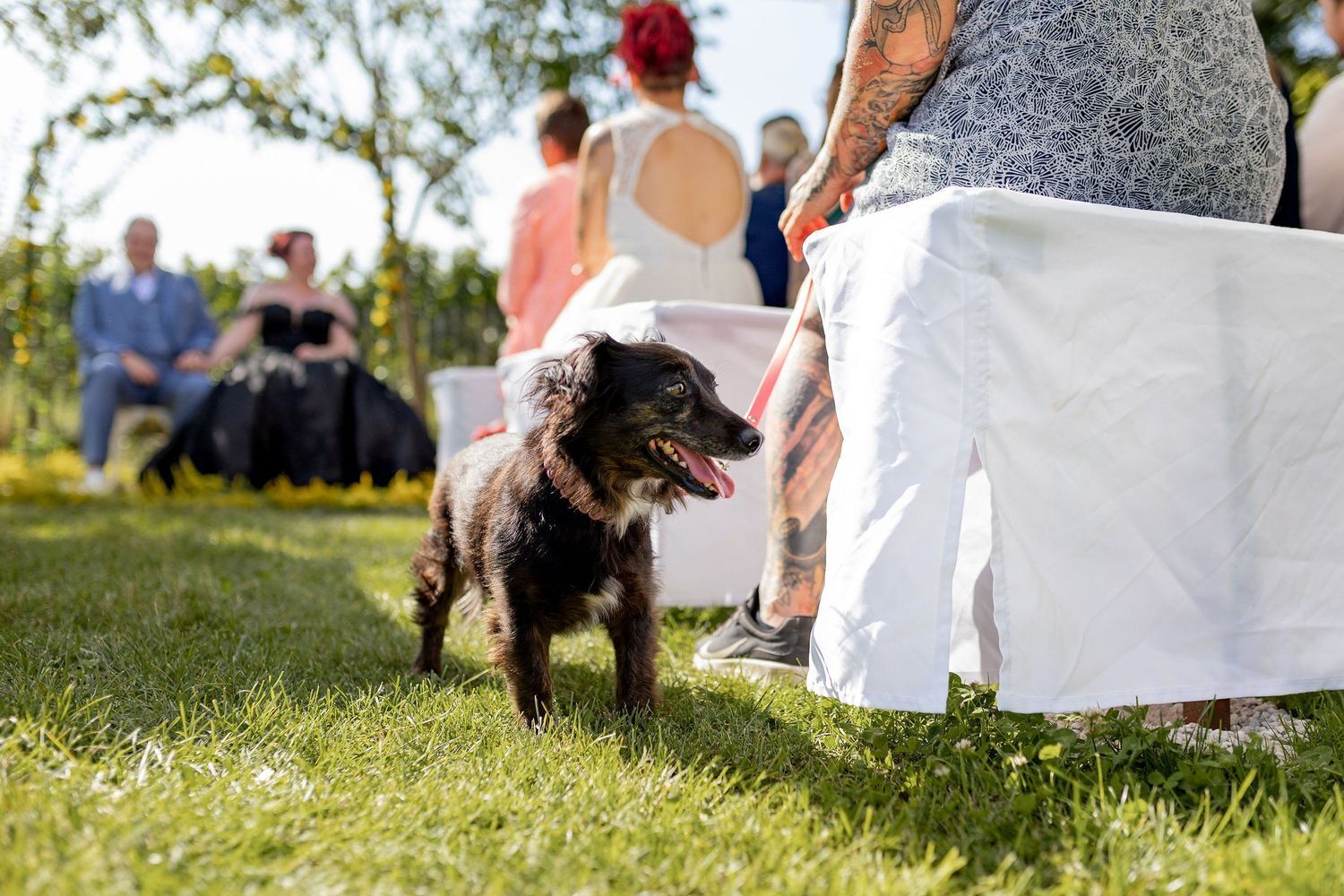 hundeaufhochzeiten-20240823-15-51-36-4K8A6932-a9f202d8-1500