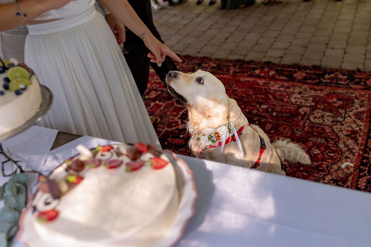 hundeaufhochzeiten-LandgasthofHeidersbacherMuhle-Elztal-4K8A5608-cda077e9-1500