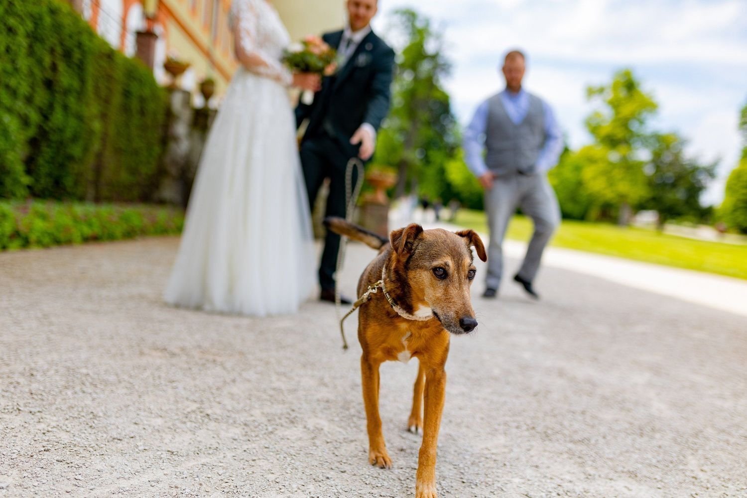 hundeaufhochzeiten-SchlossparkHerrnsheim-Dachderweltenmettenheim-4K8A3545-31057025-1500