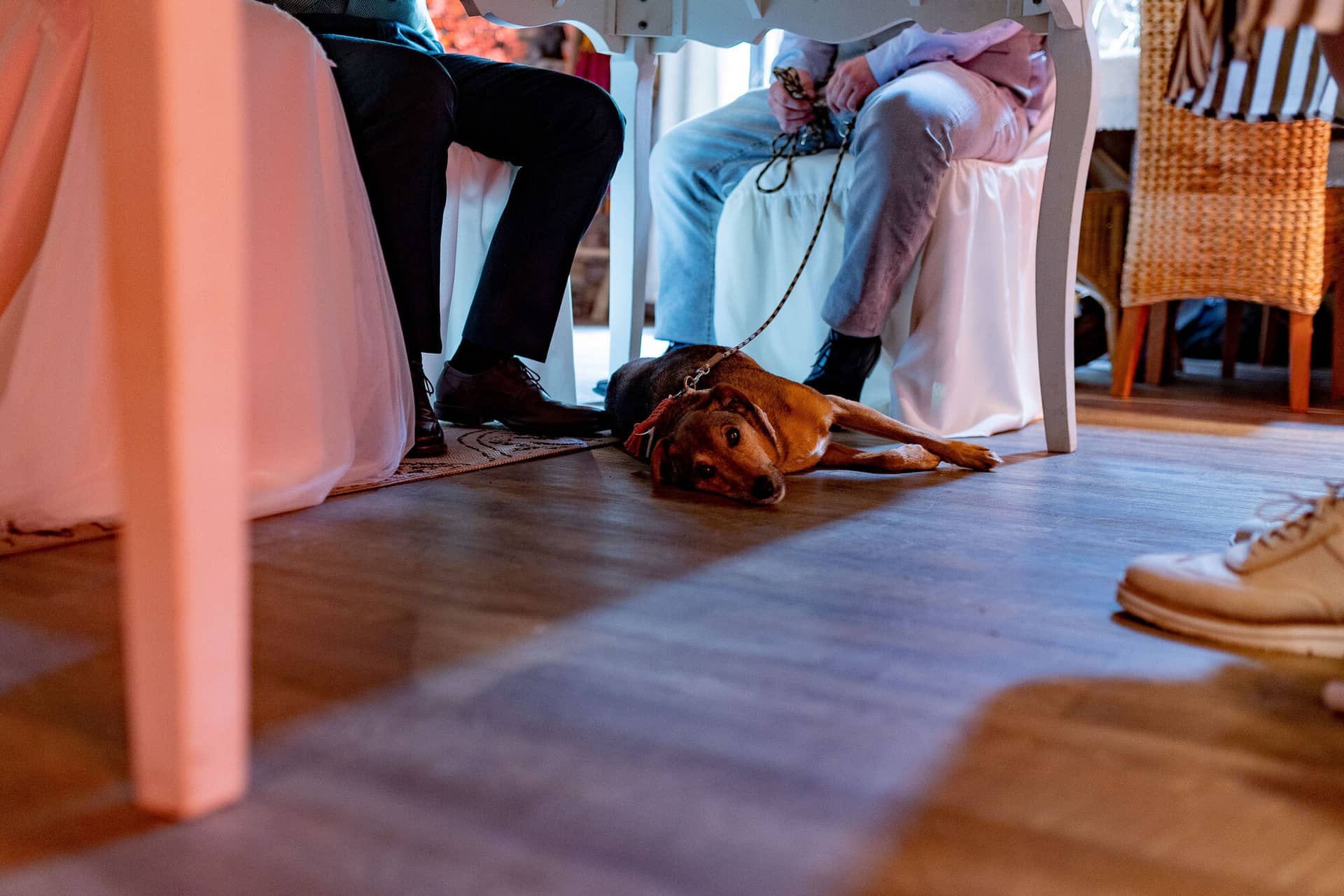 Verena Marius Hochzeitsfotograf Fotograf Worms Mettenheim 18.CrvZaqlN Der Familienhund liegt entspannt unter dem Hochzeitstisch und genießt die Feier auf seine eigene Art