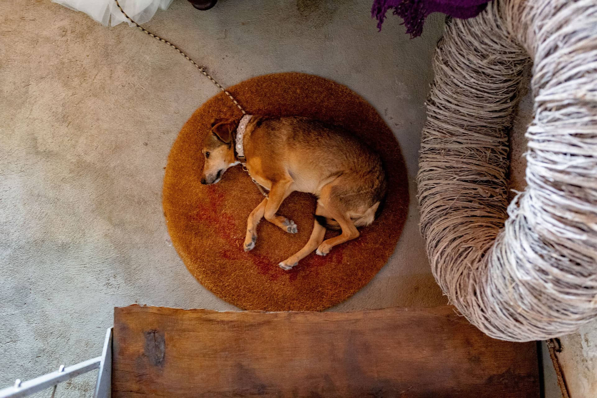 Verena Marius Hochzeitsfotograf Fotograf Worms Mettenheim 26.D53sxRak Der Hund liegt zufrieden auf dem Boden bei der Hochzeitsfeier und lässt den Abend ruhig ausklingen